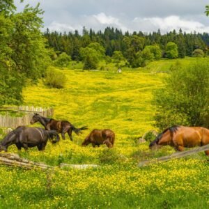Туры по Грузии - фото 1