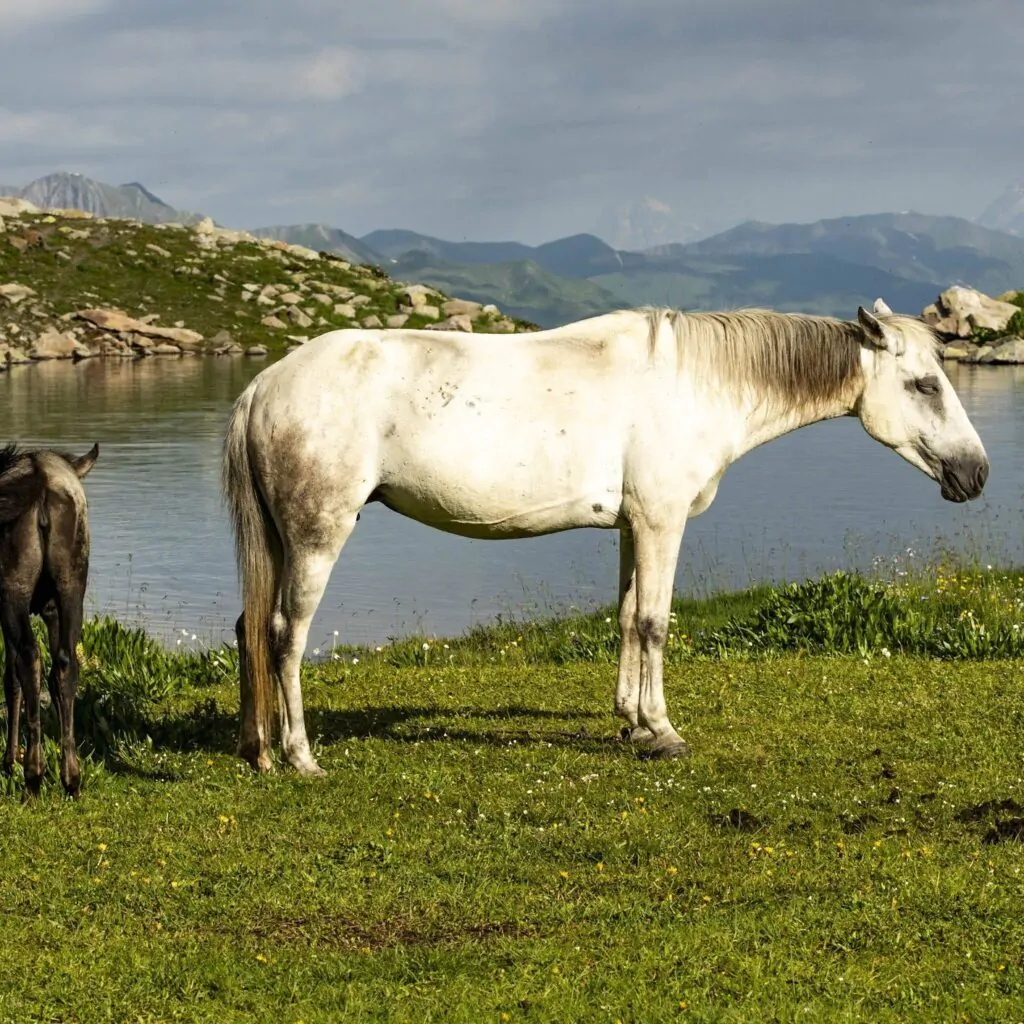 Racha, Georgia: Hiking, Trekking & Tours in Georgian Switzerland - фото 10