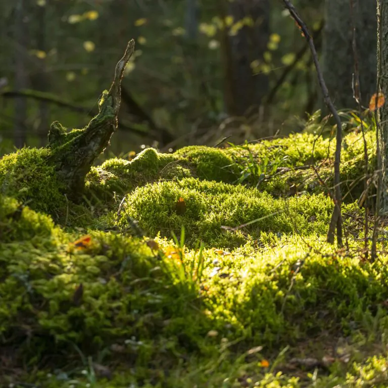 Голубые озера. Зимний тур - фото 11